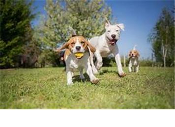 Temporary Closure of the dog park